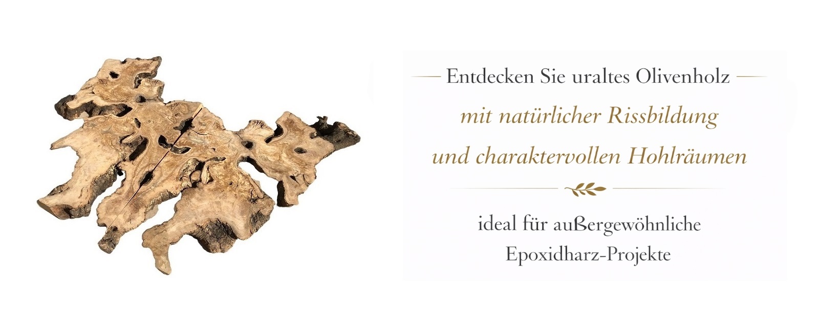 Uraltes Olivenholz Wurzelstück mit natürlichen Löchern, Rissen und organischer Form